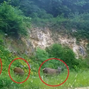 bursada disi kizilgeyikler fotokapanla goruntulendi 7c65P4Ul