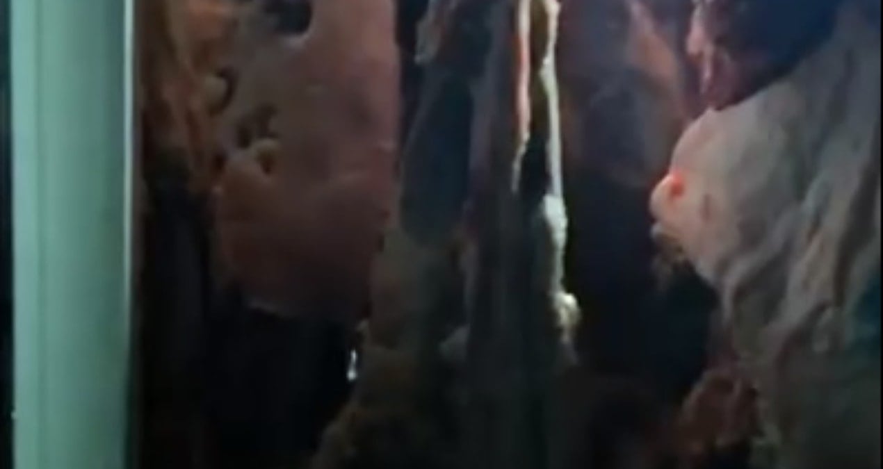 bir sehrin konustugu skandal yakalanmasa aksam sofralarimiza gelecekti XNVq1US7