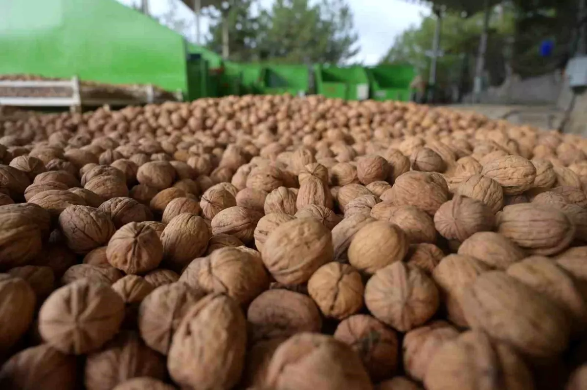 denizlide ceviz hasadi basladi JSbCYAcB.jpg