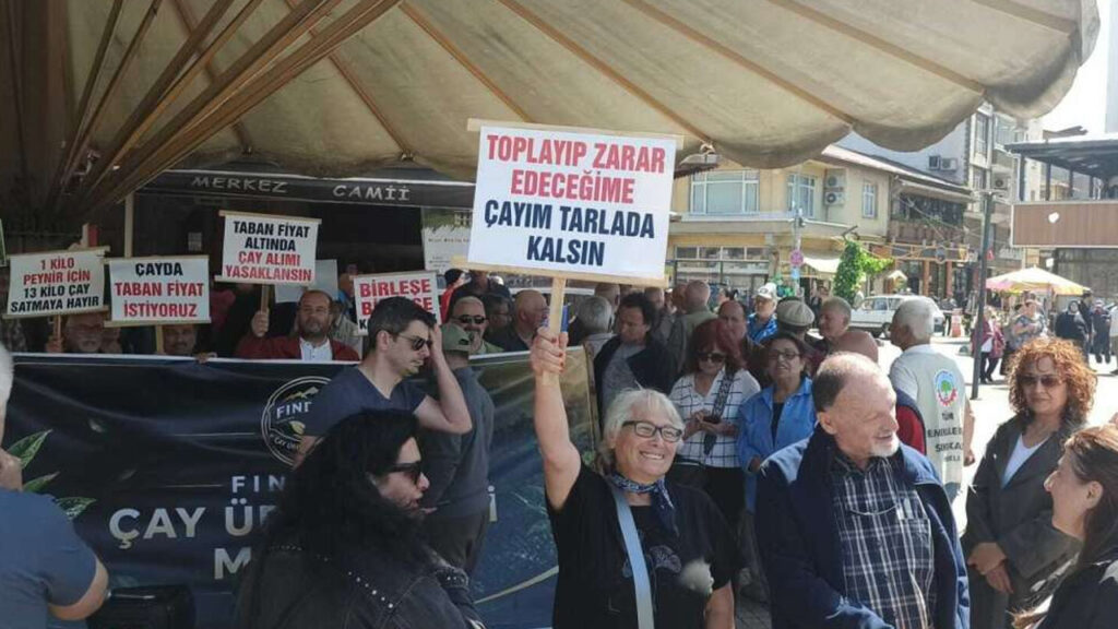 Fındıklı Çay Üreticilerinden 35 TL’lik Alım Fiyatına Sert Tepki ve Talepler