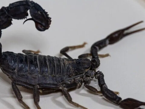 Img